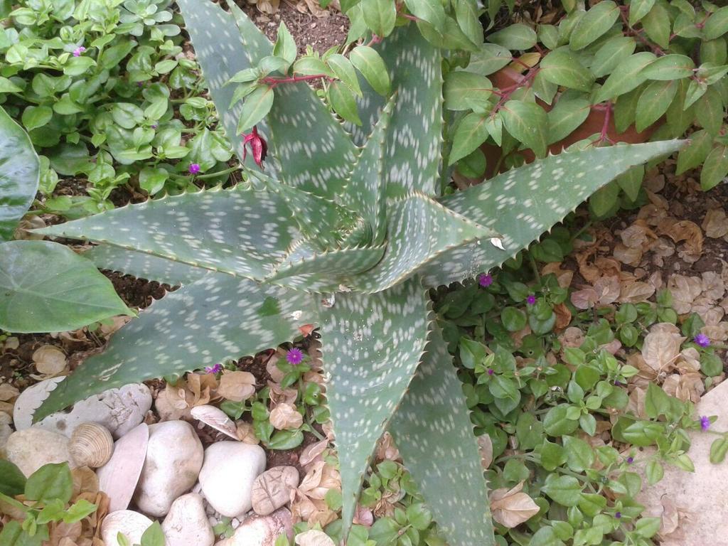 Apartment Cactus Округ-Доньи Экстерьер фото